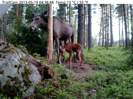 TrailCam