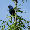 Indigo bunting