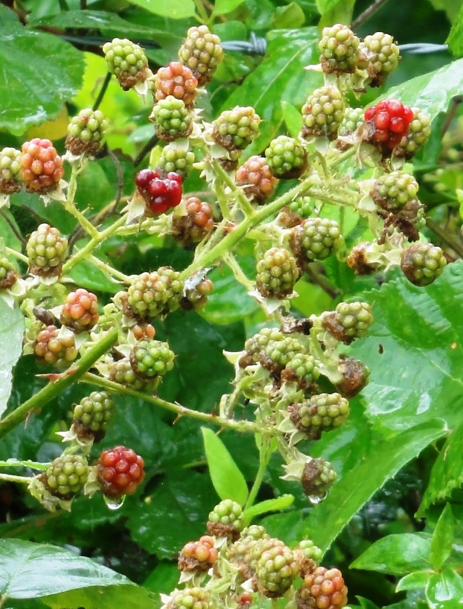 Himalaya blackberry