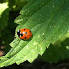 Seven-spotted ladybug