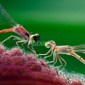 Romance by Percy Photography - Novices Only Macro