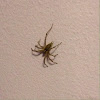 American Grass Spider