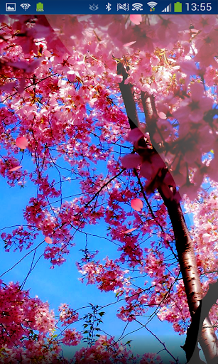 Sakura Little Flowers HD