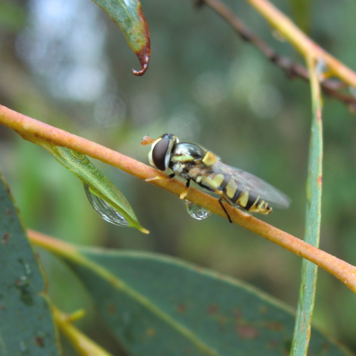White shouldered hoverfly