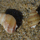 Unknown Snails