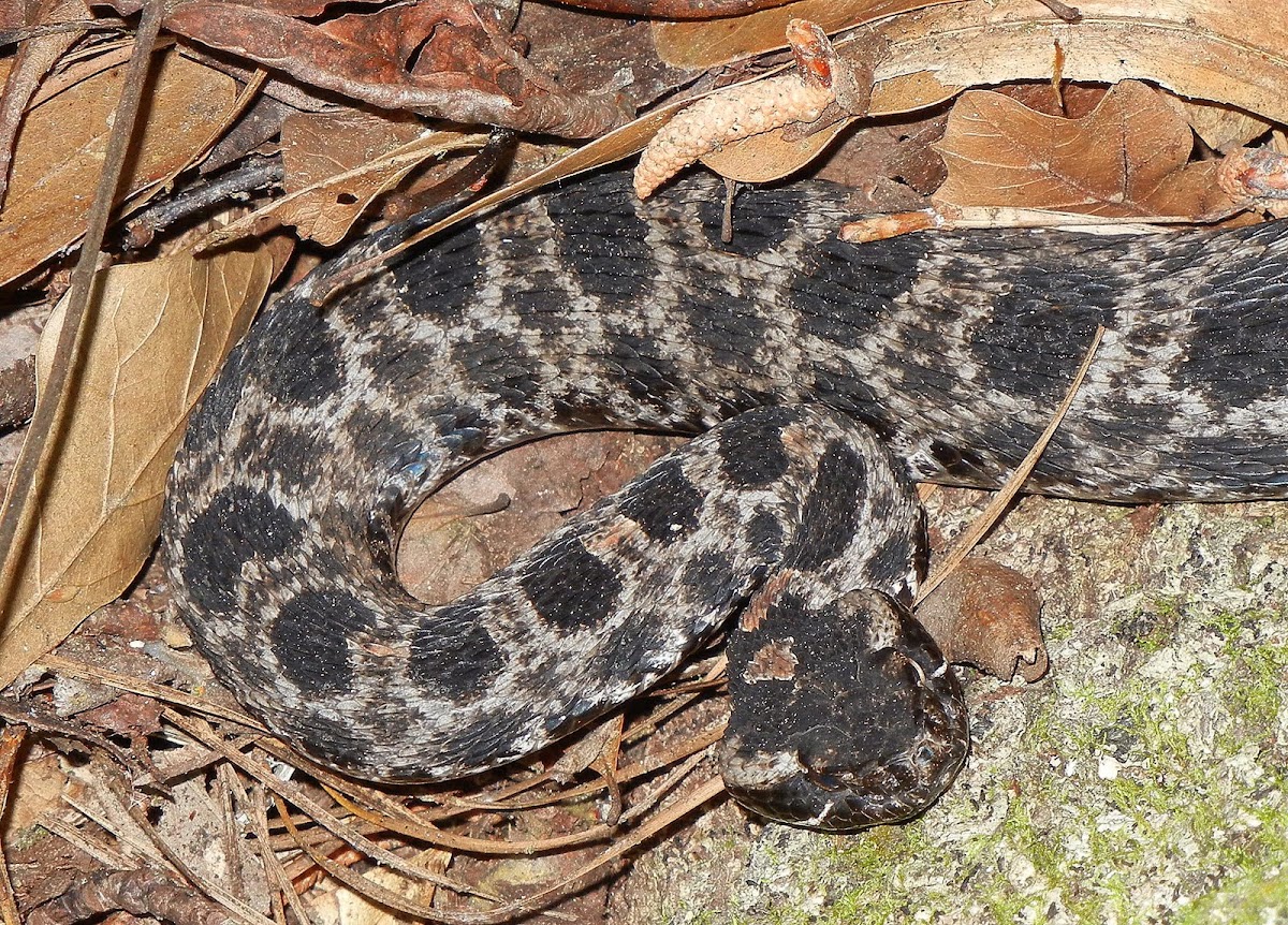 Pygmy Rattlesnake