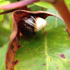 Tree snail