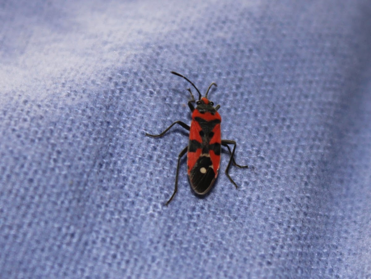 Black-and-Red Bug