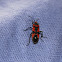 Black-and-Red Bug