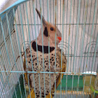 Northern flicker woodpecker