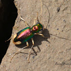 Carolina Metallic Tiger Beetle