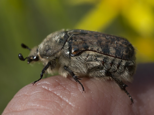 Bumble Flower Beetle | Project Noah