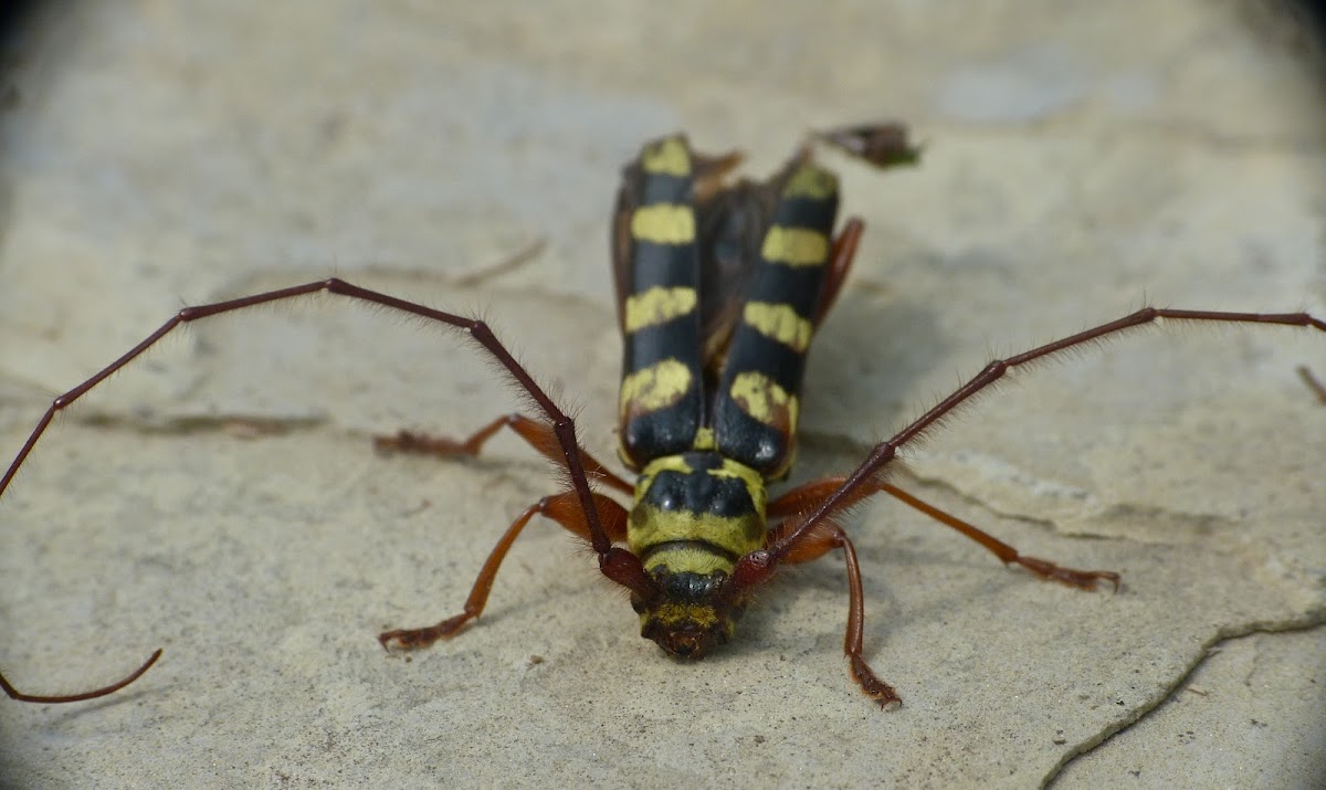 Six-banded longhorn beetle