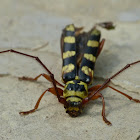 Six-banded longhorn beetle