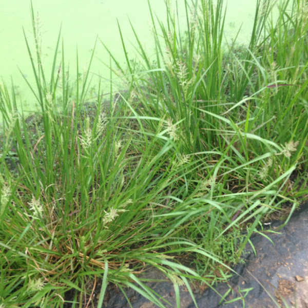 Redtop panicgrass | Project Noah