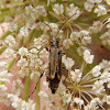 flower beetle