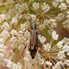 flower beetle