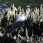 Australian white-faced heron  