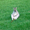 Red-necked Wallabies