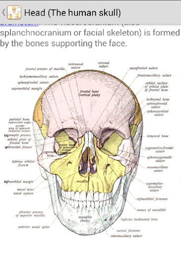 human bones