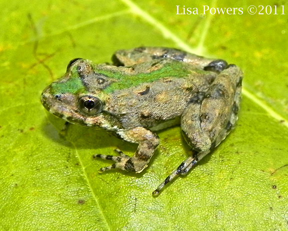Northern Cricket Frog | Project Noah