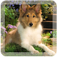 Dream dog lwp APK