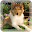 Dream dog lwp Download on Windows