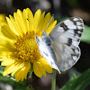 Checkered White butterfly