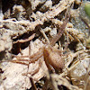 Unknown Thomisidae sp.