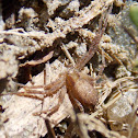 Unknown Thomisidae sp.