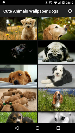 Cute Animals Wallpaper Dogs