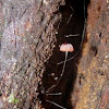Marasmius Fungus
