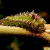 Cyanophrys caterpillar
