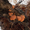 Winter Mushroom