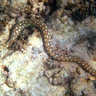 Spotted Snake-eel