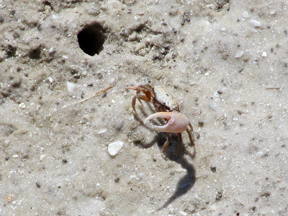 Sand Fiddler Crab