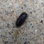 Pillbug or Woodlouse