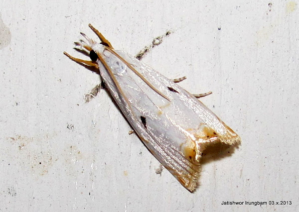 Crambidae, Crambinae | Project Noah