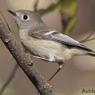 Ruby-crowned Kinglet