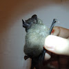 Pallas' Long-Tongued Bat
