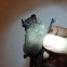 Pallas' Long-Tongued Bat