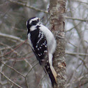 Hairy Woodpecker, (female).