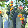 Cactus Blooms