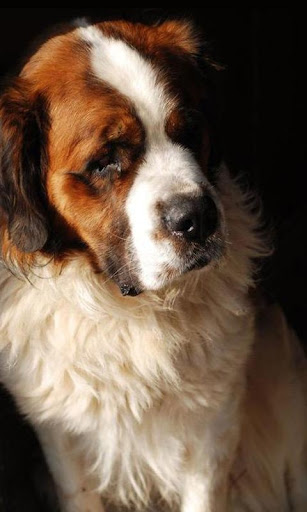 免費下載個人化APP|St Bernard Wallpapers app開箱文|APP開箱王