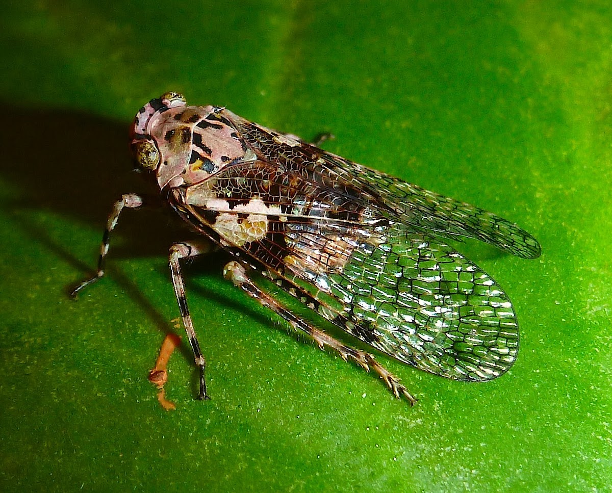 Fulgorid Bug