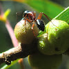 Black-headed Sugar Ant