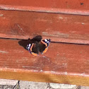 Red Admiral  