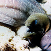 Undulated Moray Eel