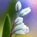 White Tulips Reflect In Water logo