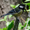 Great Tit, Carbonero común